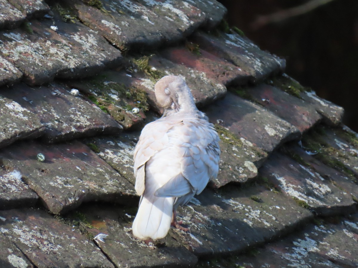 Rock Pigeon (Feral Pigeon) - ML642066892