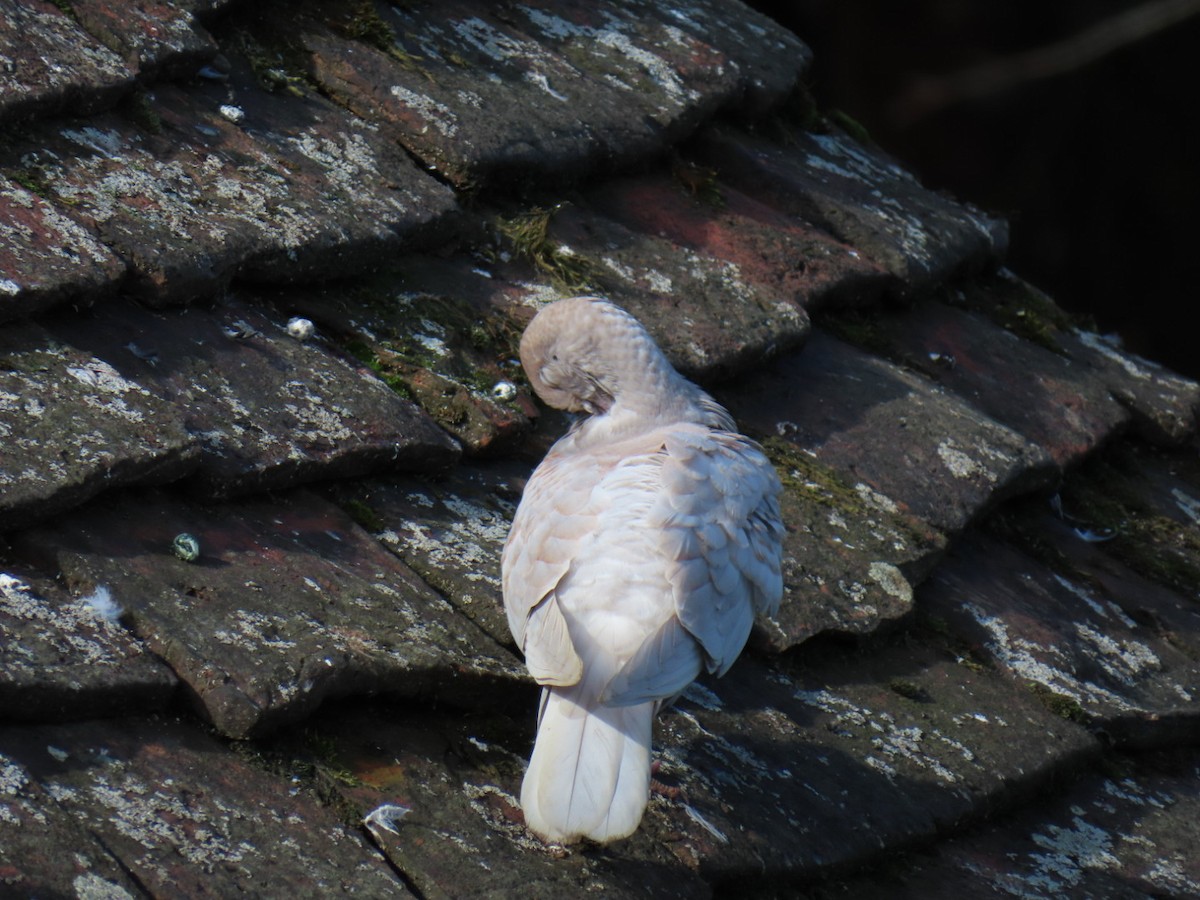 Rock Pigeon (Feral Pigeon) - ML642066893