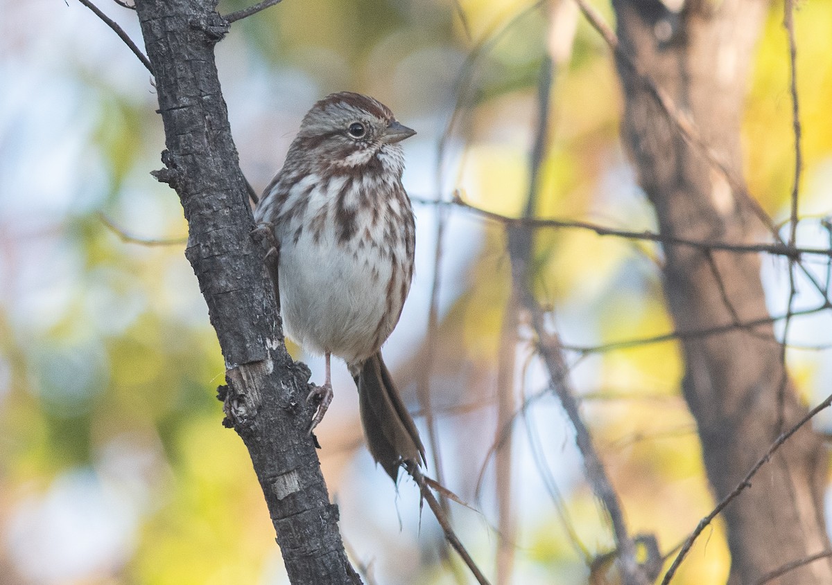 Song Sparrow - ML642066894