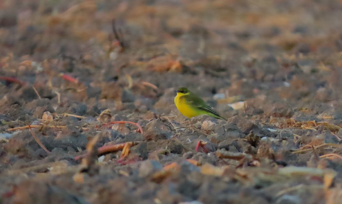 Western Yellow Wagtail - ML642066895