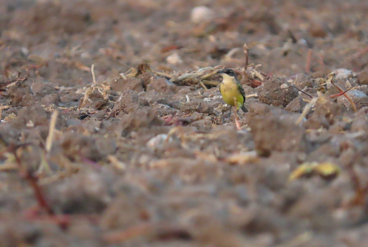 Western Yellow Wagtail - ML642066896