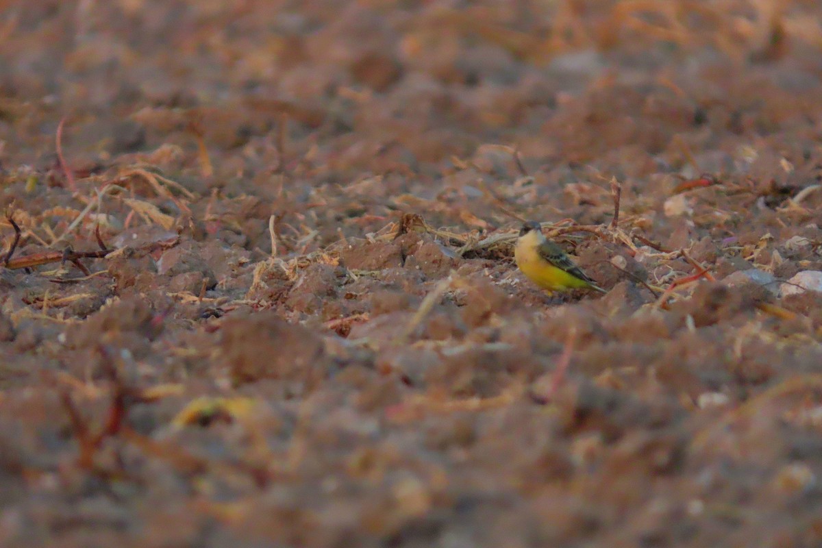 Western Yellow Wagtail - ML642066897