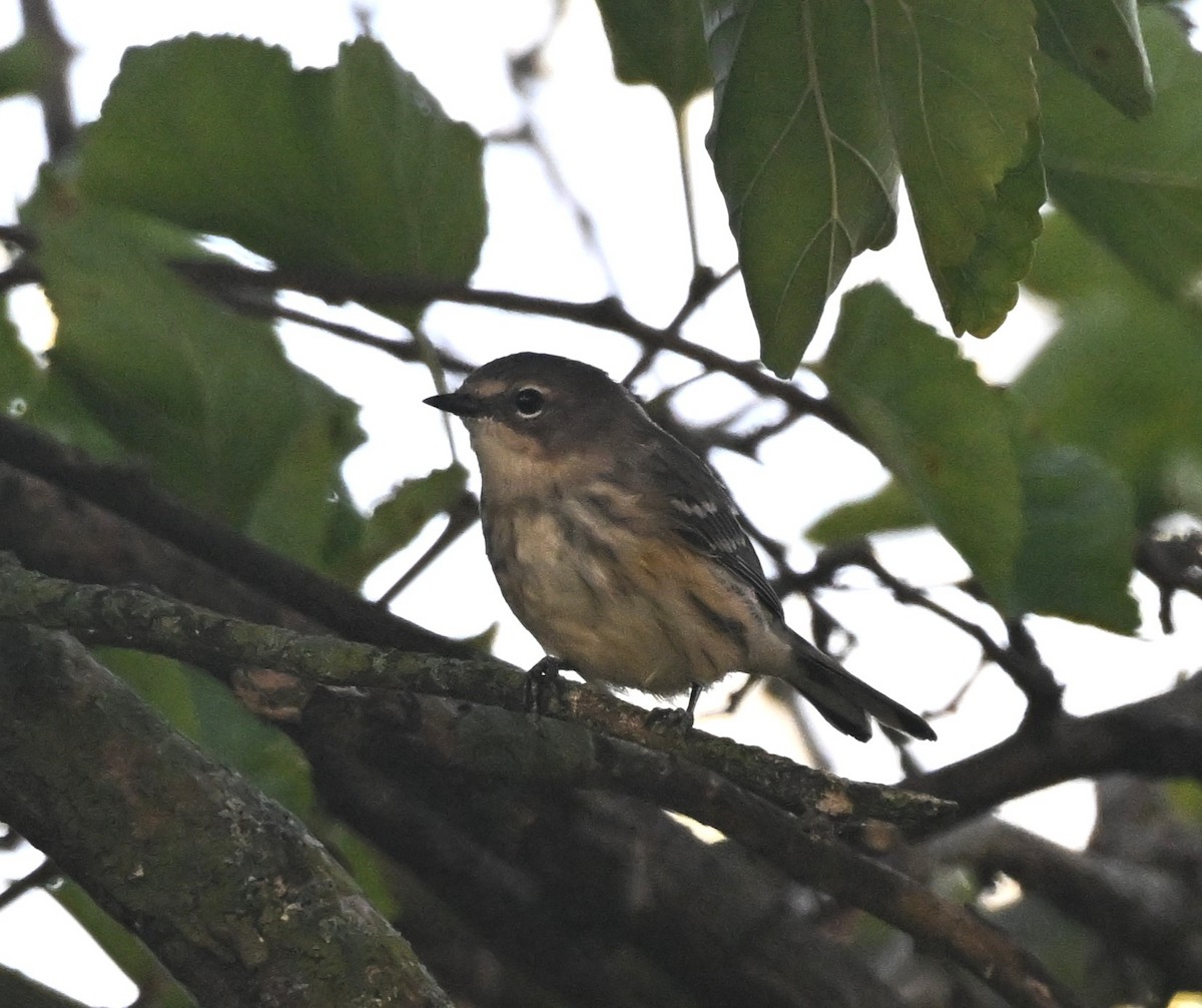 Yellow-rumped Warbler - ML642066898