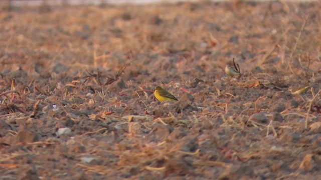 Western Yellow Wagtail - ML642066899