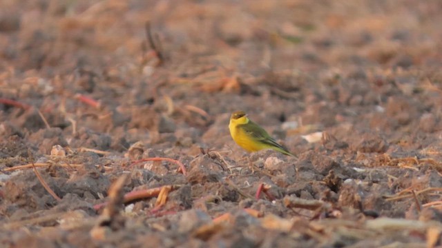 Western Yellow Wagtail - ML642066900