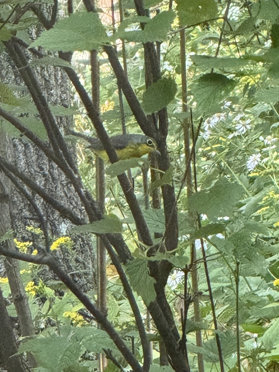 Canada Warbler - ML642066902