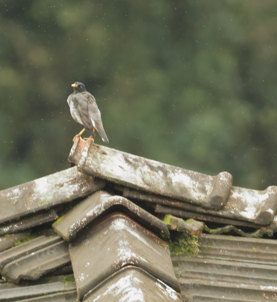 Jungle Myna - ML642066903