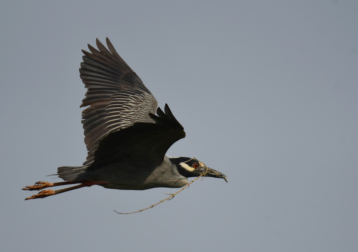 Yellow-crowned Night Heron - ML642066905