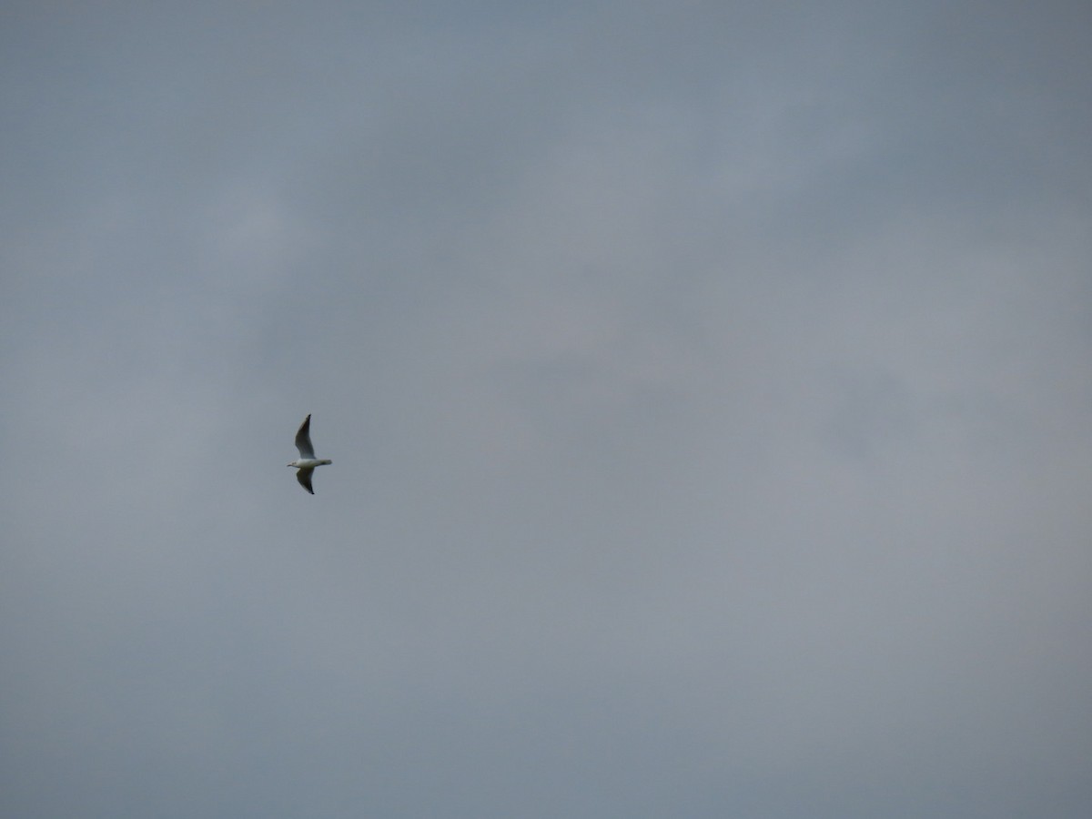 Black-headed Gull - ML642066906