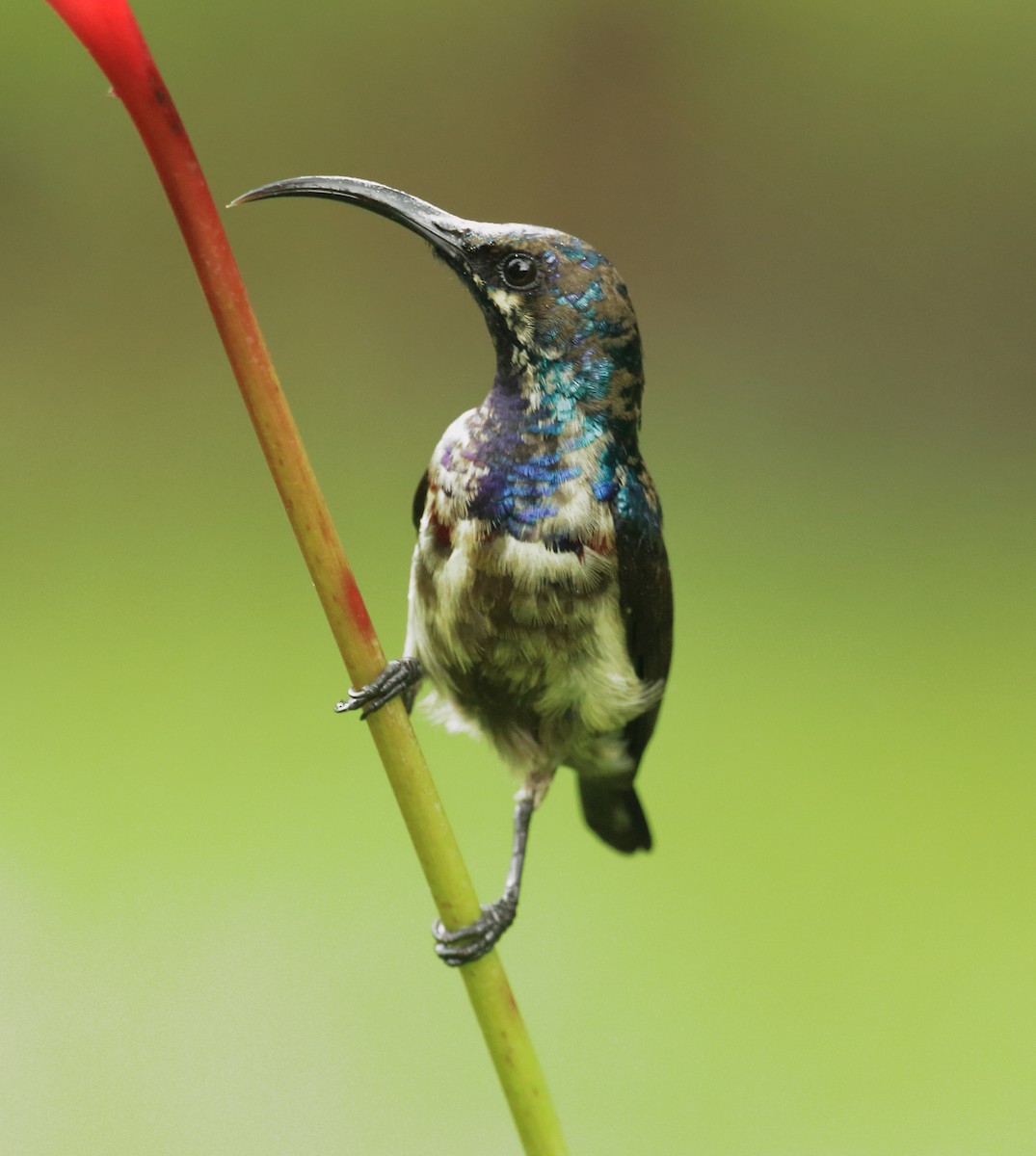 Loten's Sunbird - ML642066909