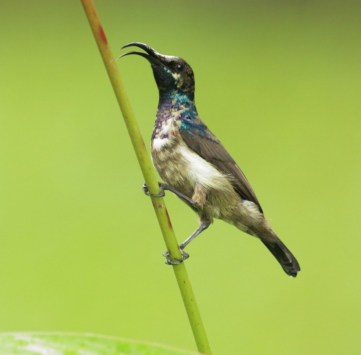 Lotennektarvogel - ML642066910