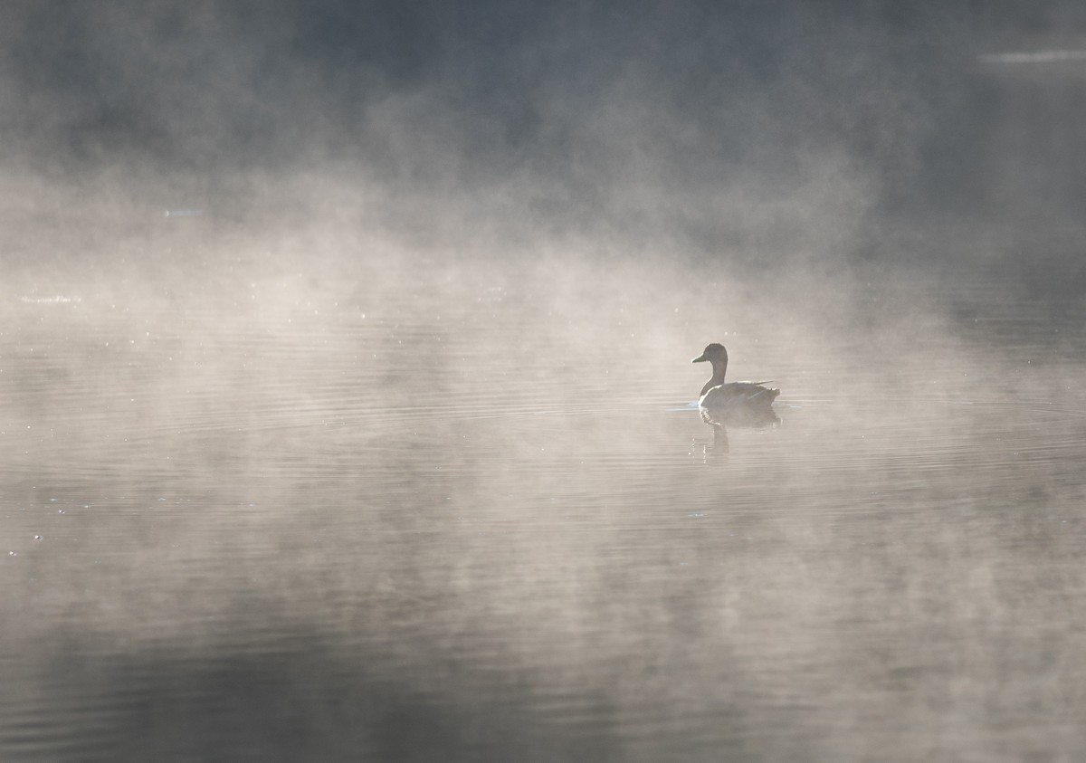 Mallard - ML642066914