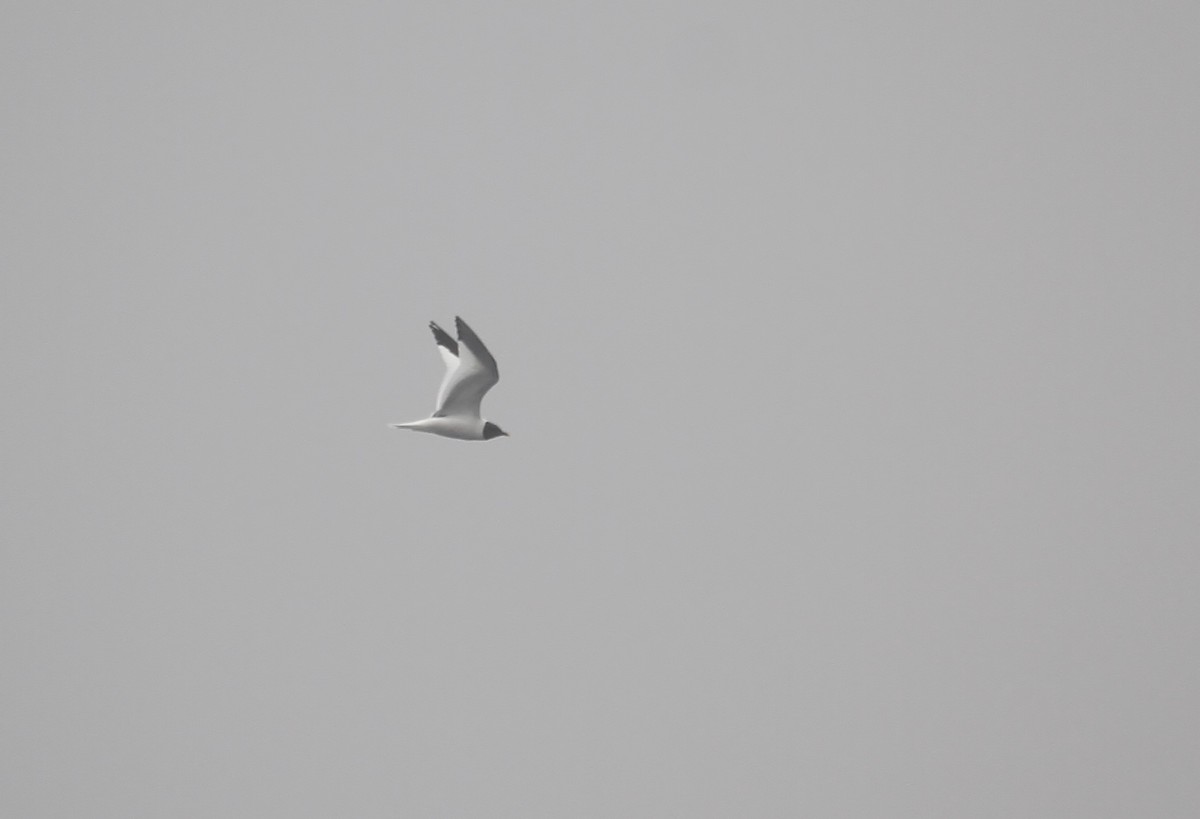 Gaviota de Sabine - ML642066915