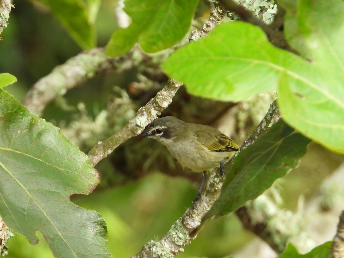 Venezuelan Tyrannulet - ML642066928