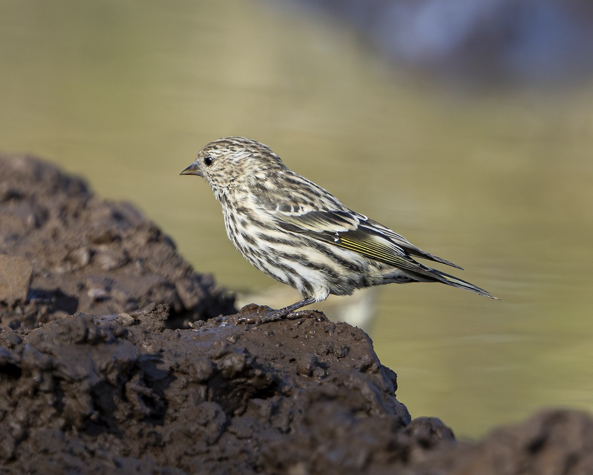 Pine Siskin - ML642066942