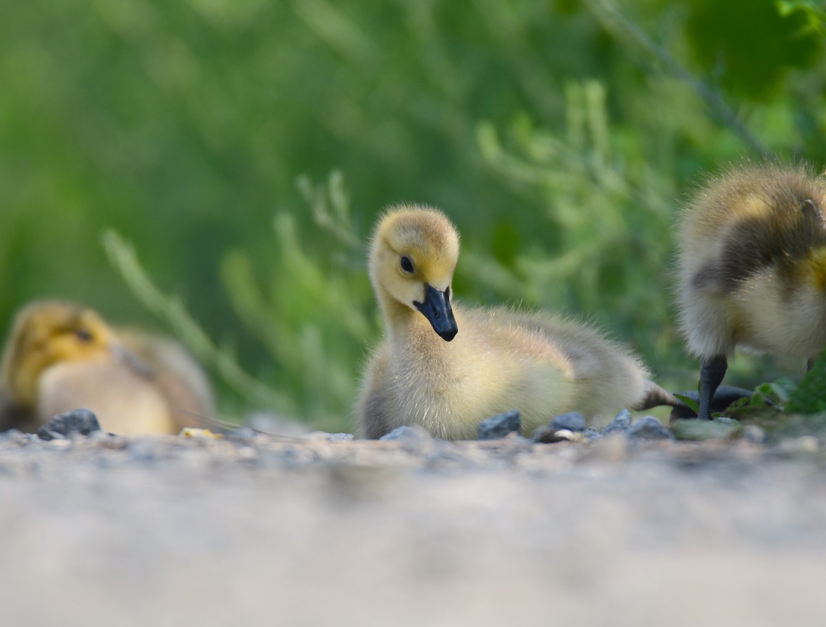 Canada Goose - ML642066943
