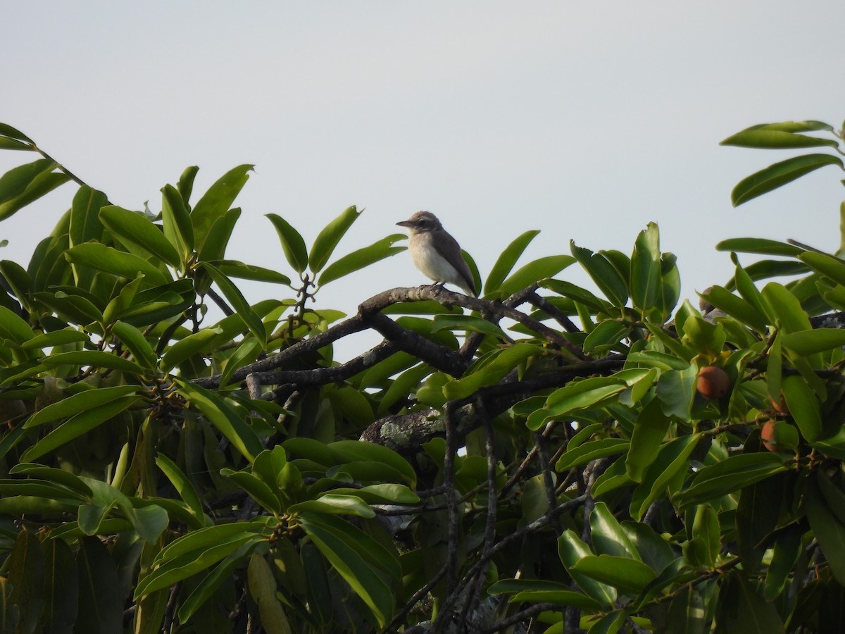 Sri Lanka Woodshrike - ML642066946