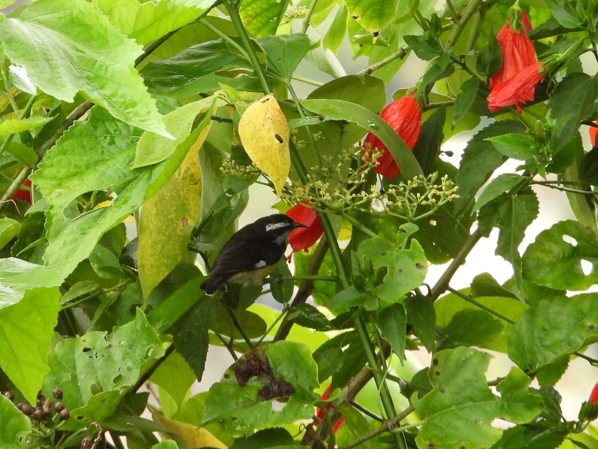 Zuckervogel - ML642066949
