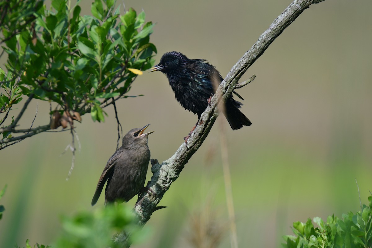 European Starling - ML642066950