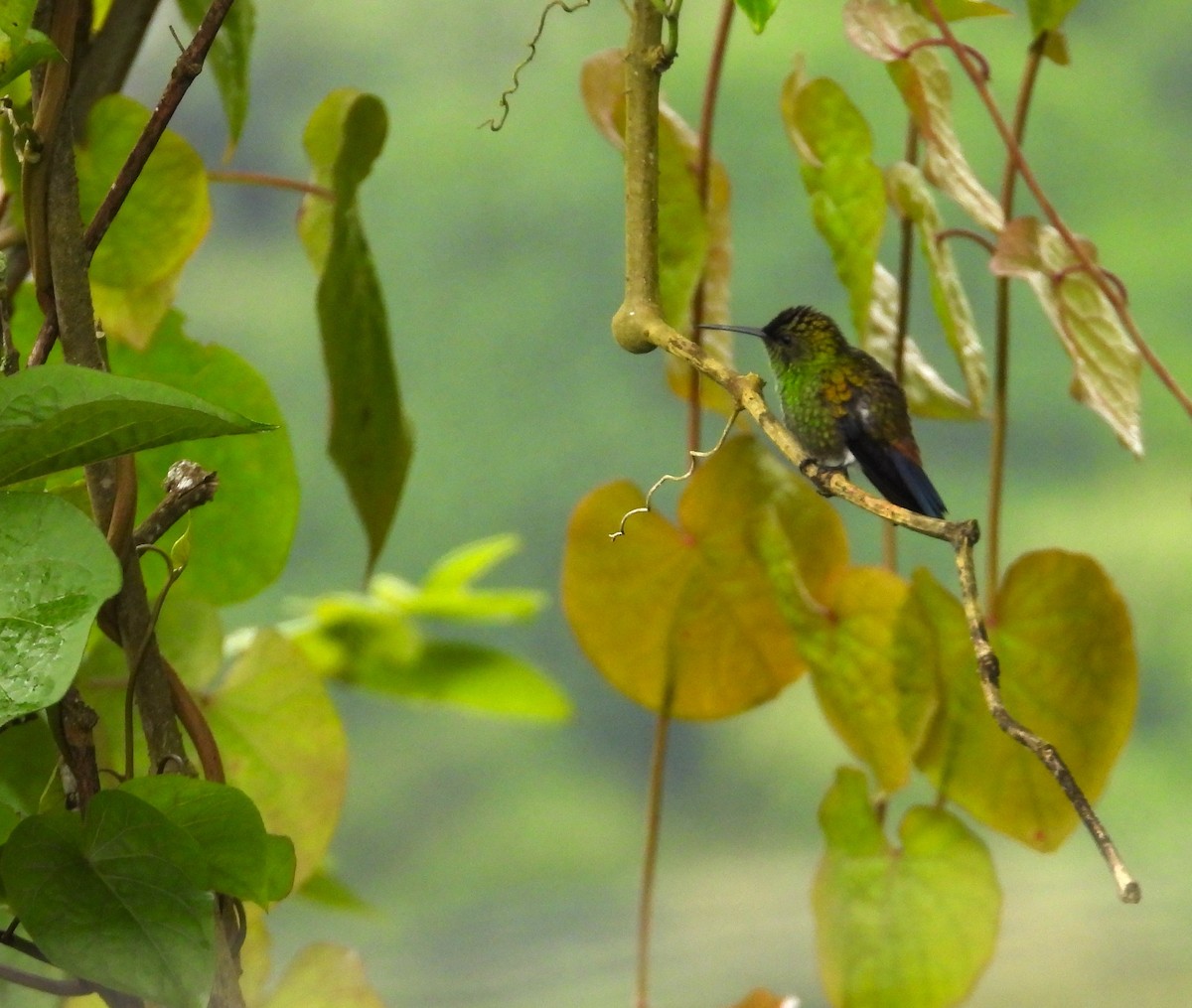 Copper-rumped Hummingbird - ML642066960