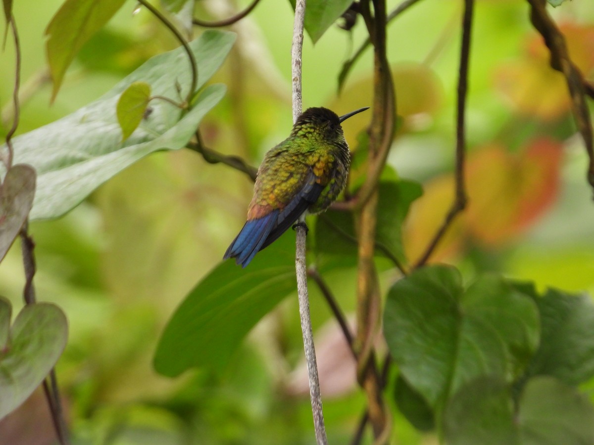 Copper-rumped Hummingbird - ML642066971