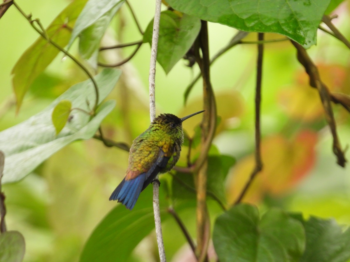 Copper-rumped Hummingbird - ML642066972