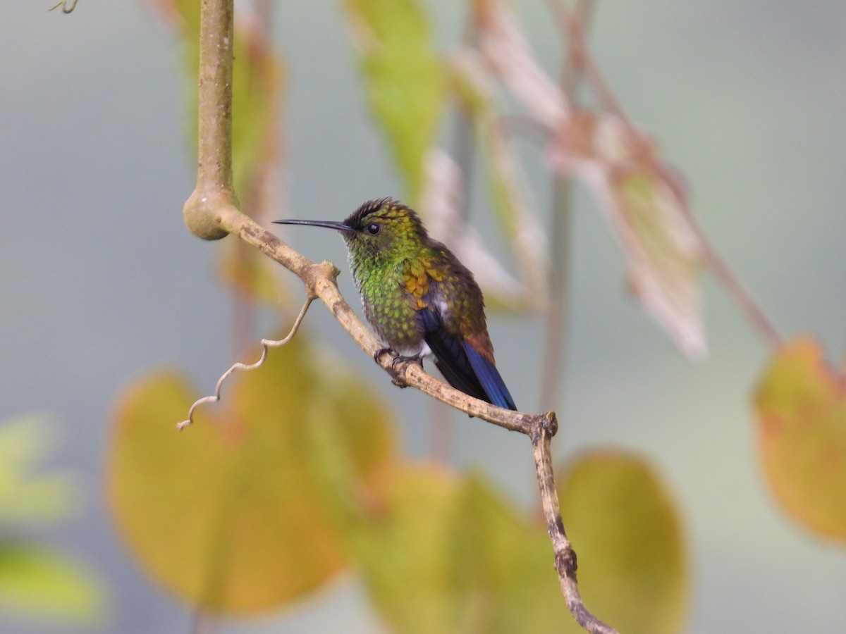 Copper-rumped Hummingbird - ML642066973