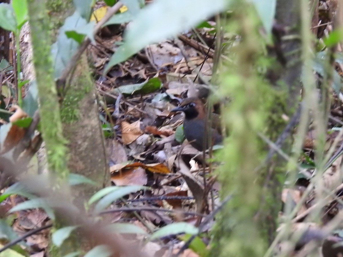 Black-faced Antthrush - ML642066982