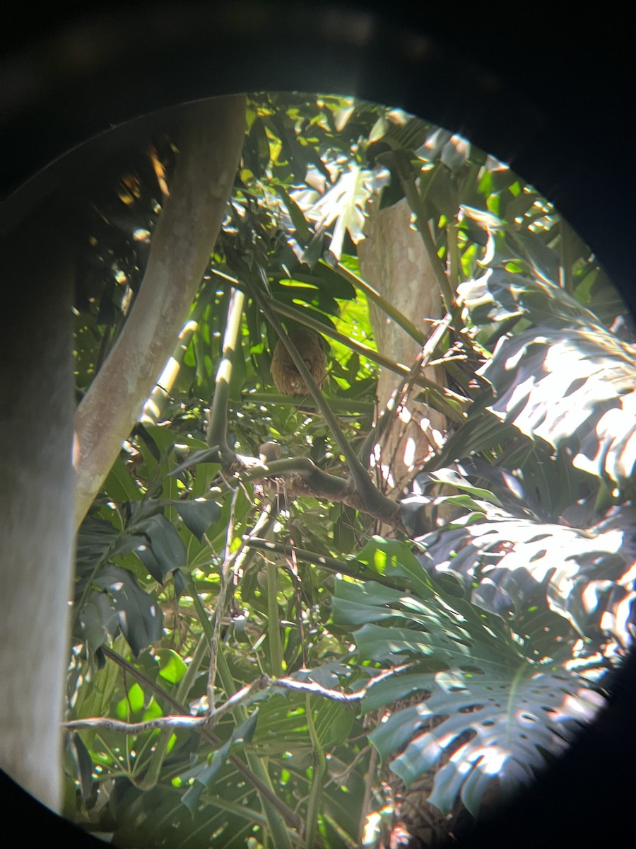 Jamaican Owl - ML642066994