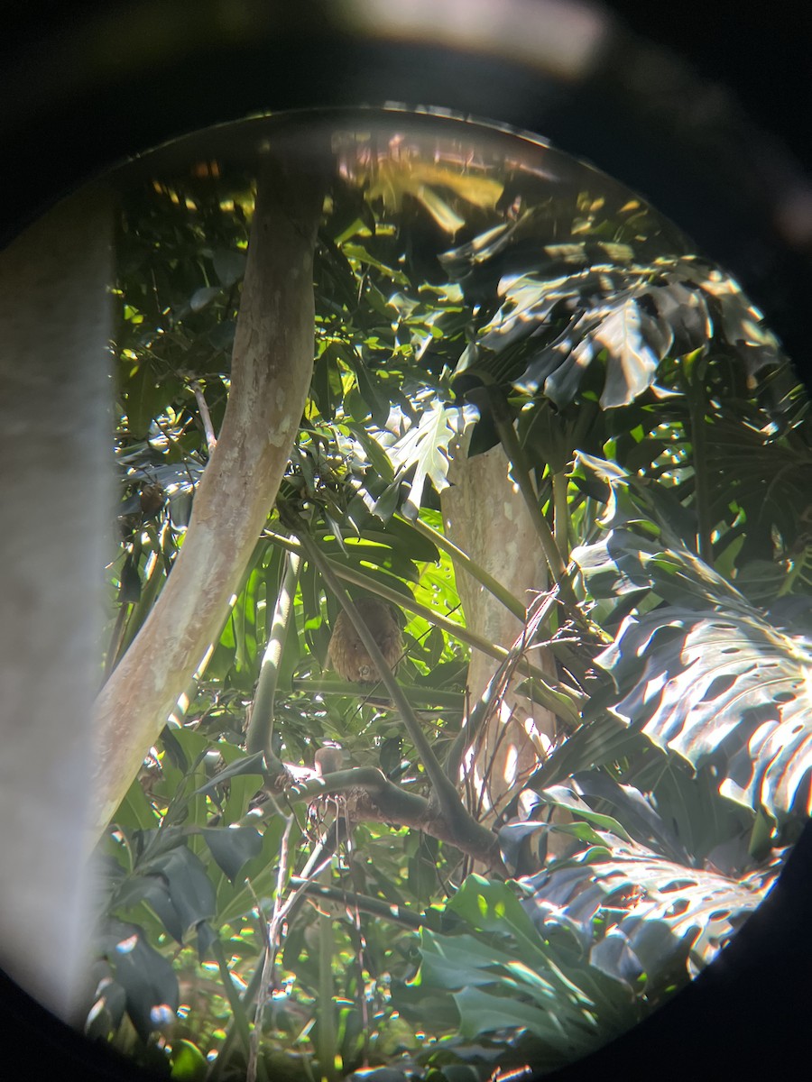 Jamaican Owl - ML642066995