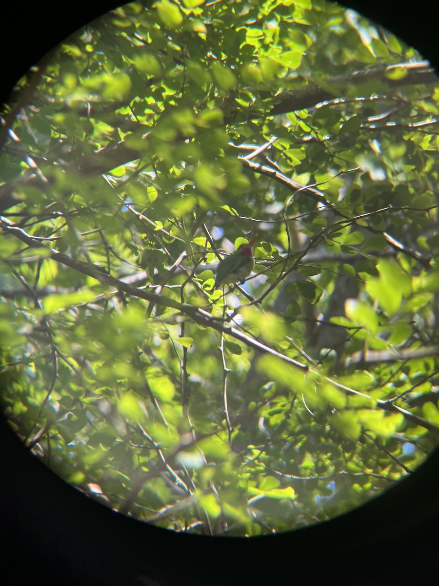 Jamaican Tody - ML642067007