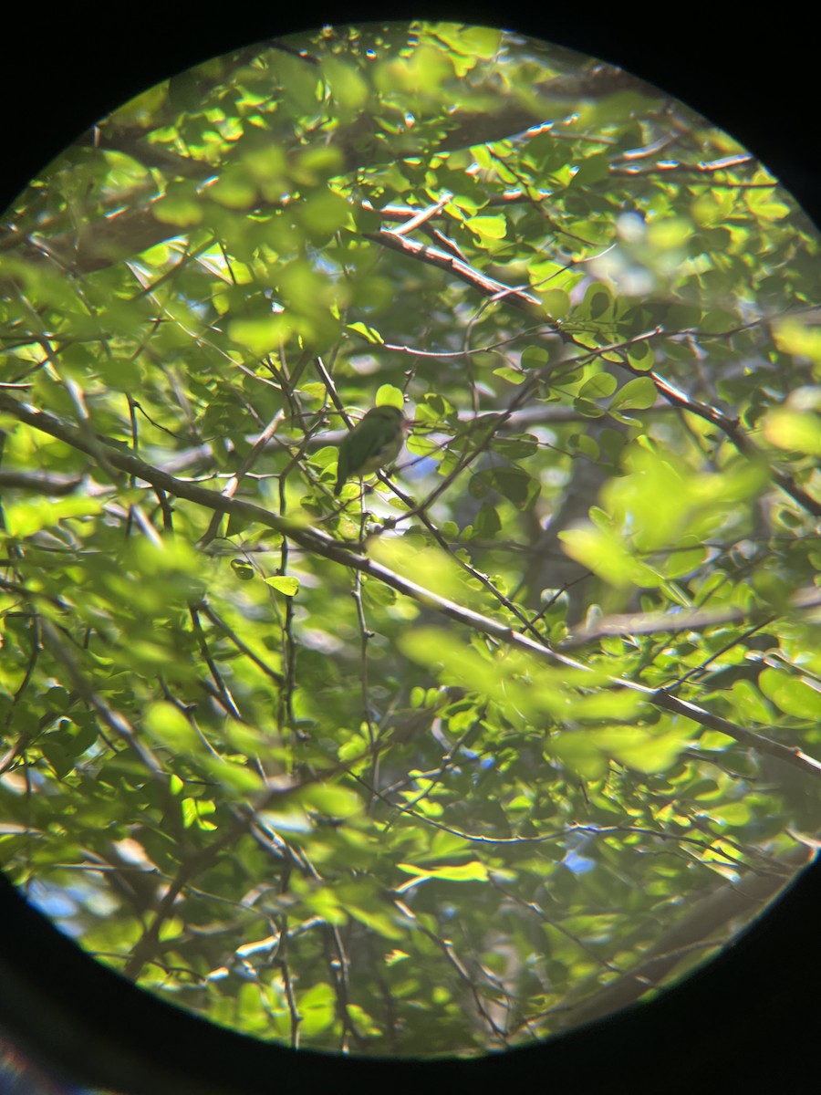 Jamaican Tody - ML642067008