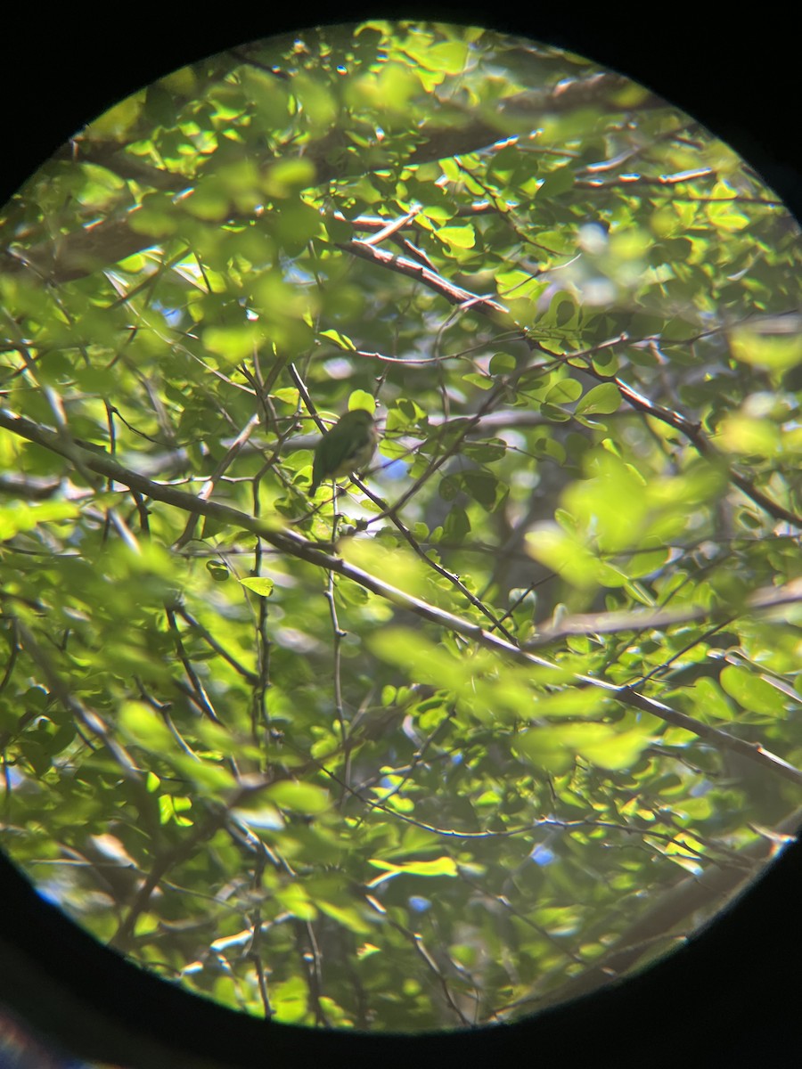 Jamaican Tody - ML642067009