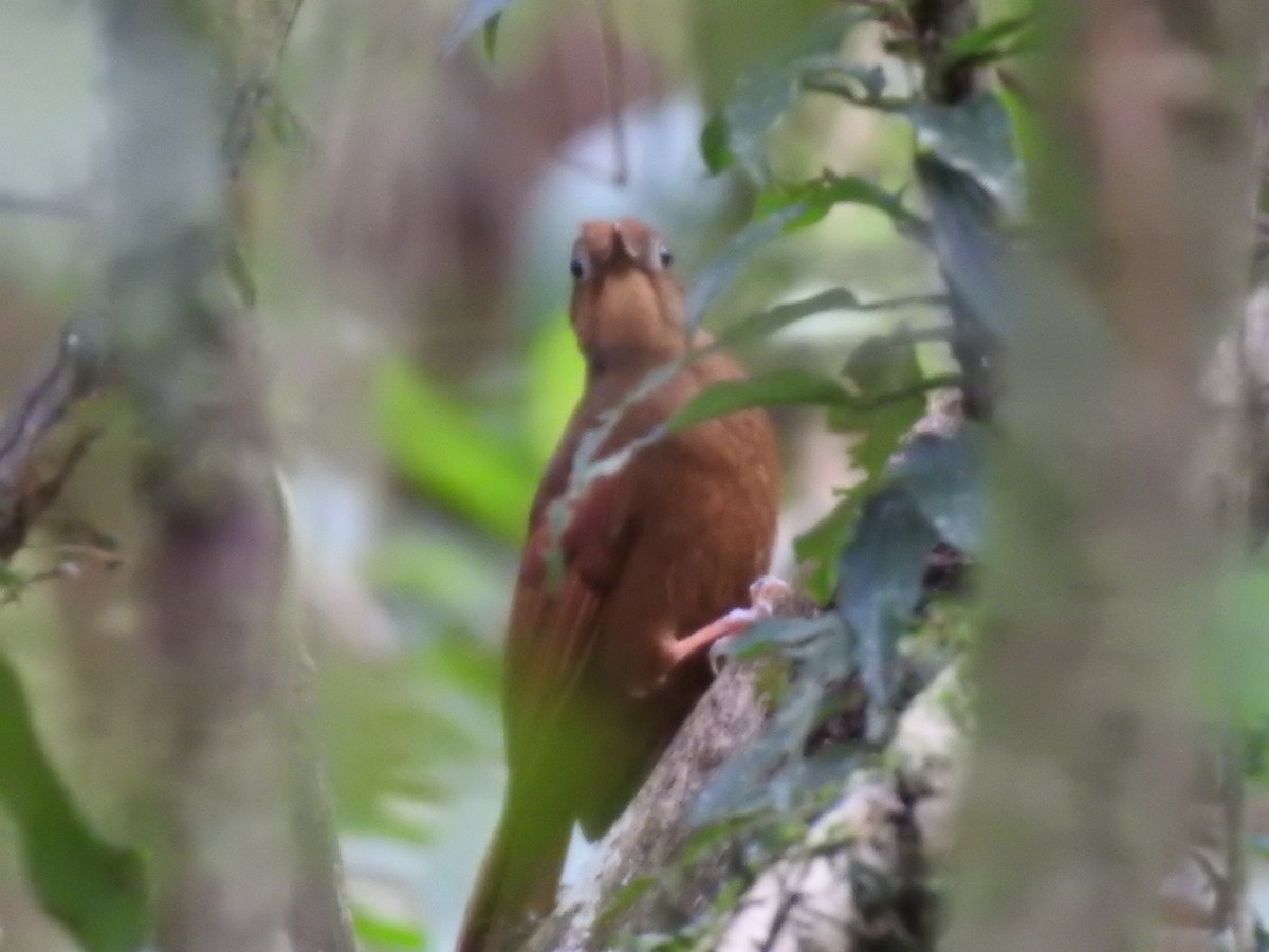 Ruddy Woodcreeper - ML642067013