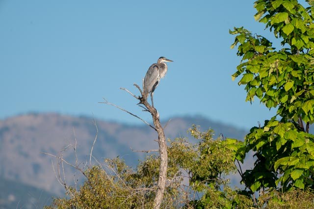 Great Blue Heron - ML642067015