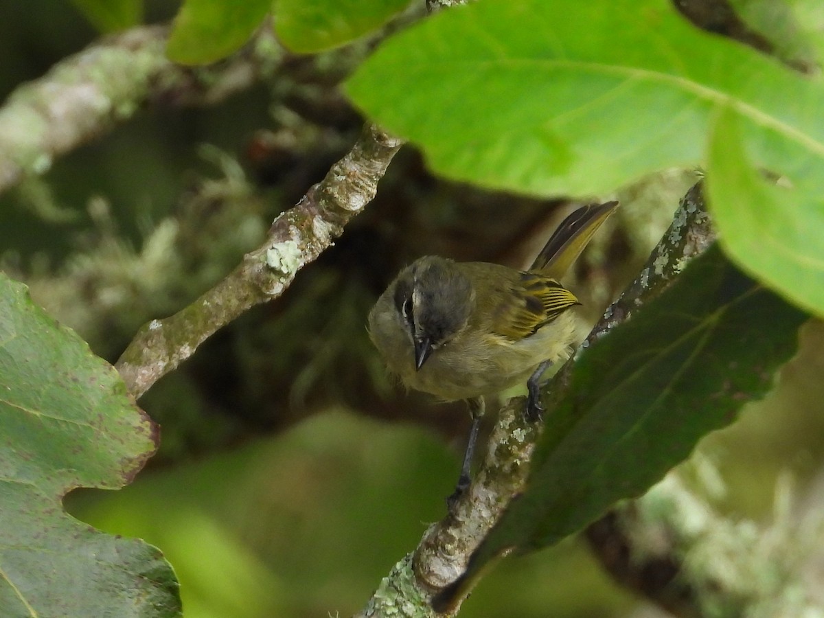 Venezuelan Tyrannulet - ML642067050