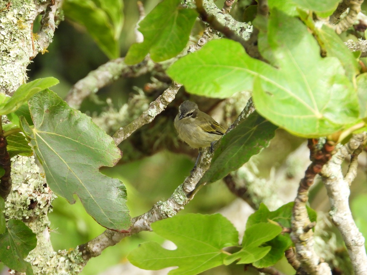 Venezuelan Tyrannulet - ML642067054