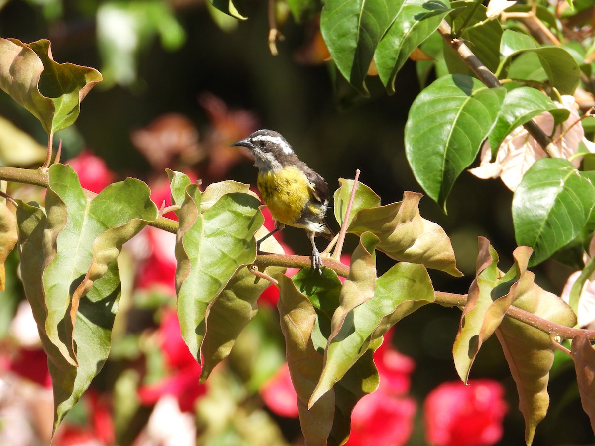 Zuckervogel - ML642067058