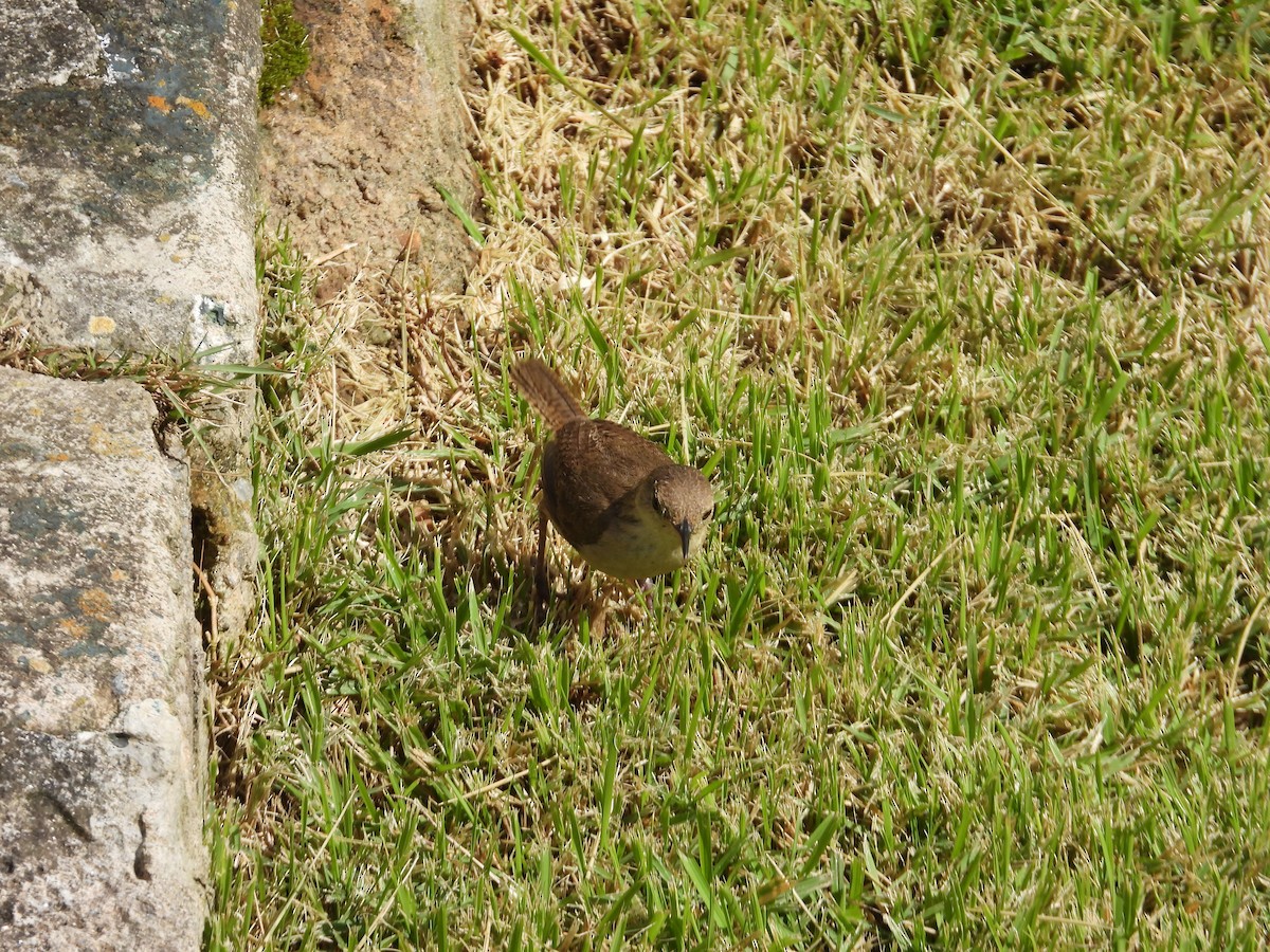 Southern House Wren - ML642067070