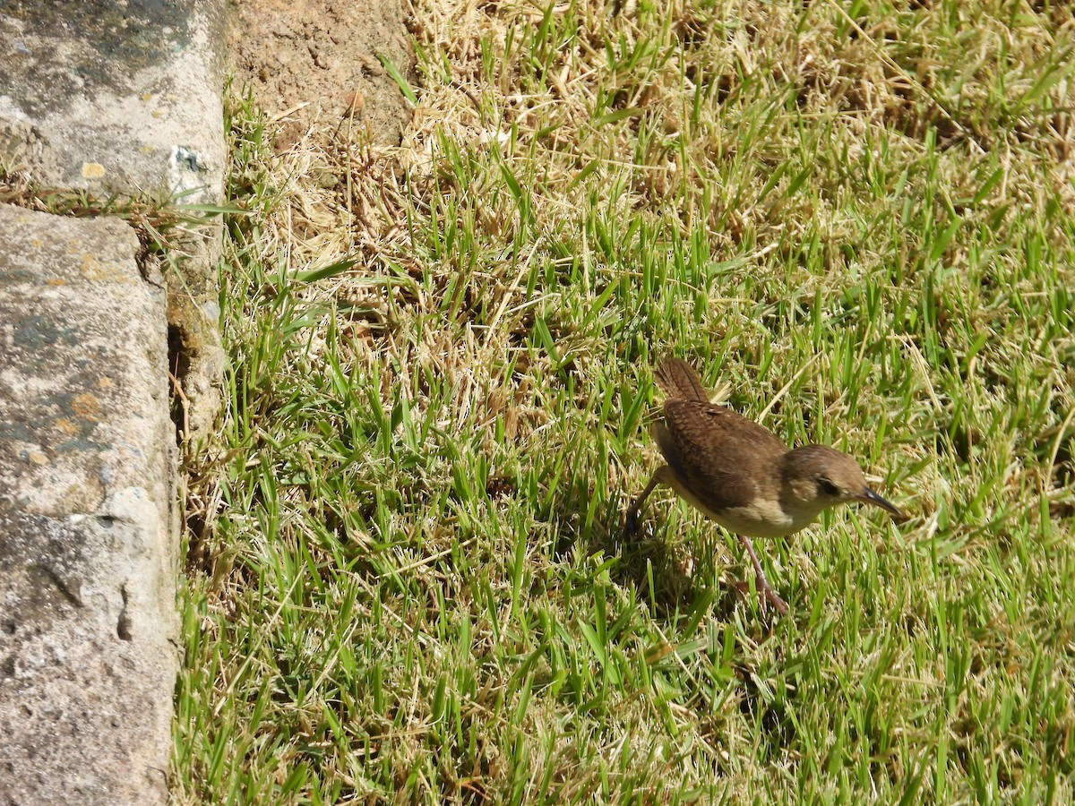 Southern House Wren - ML642067071