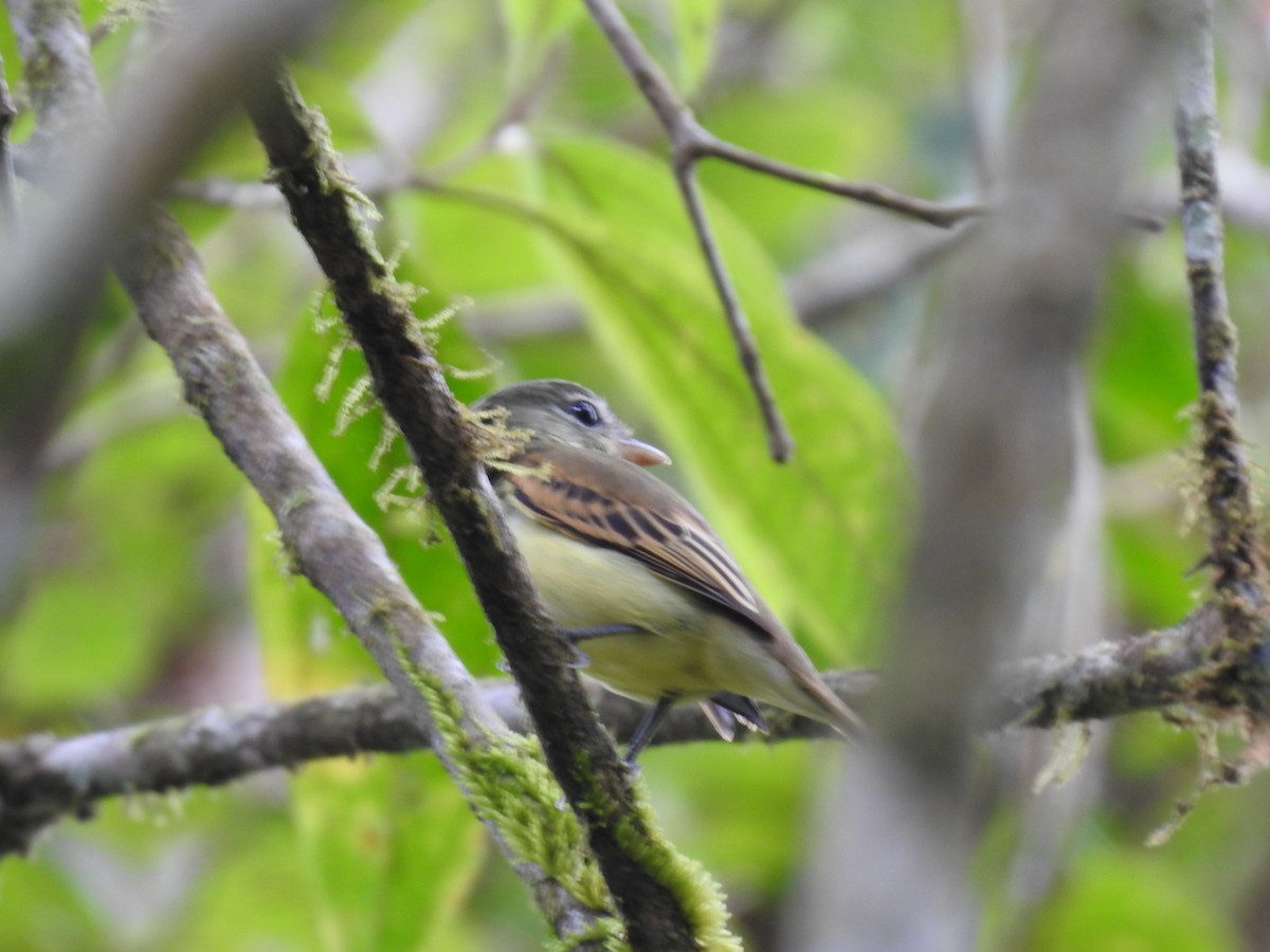 White-winged Becard - ML642067073
