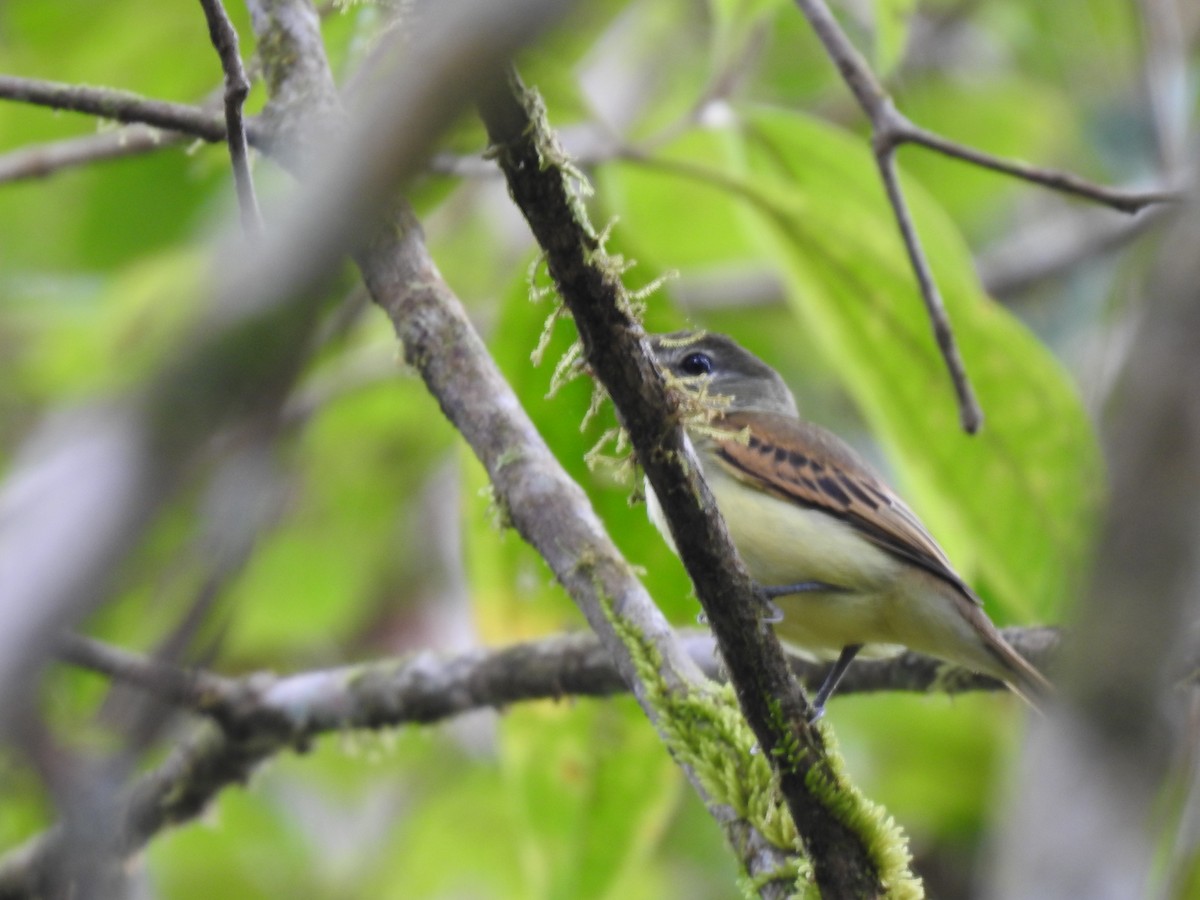 White-winged Becard - ML642067074