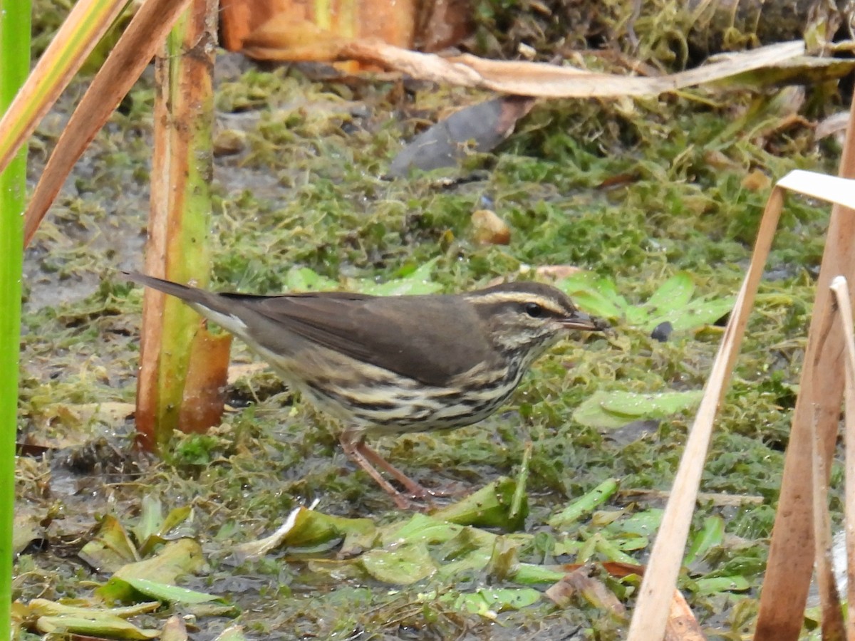 Northern Waterthrush - ML642067075