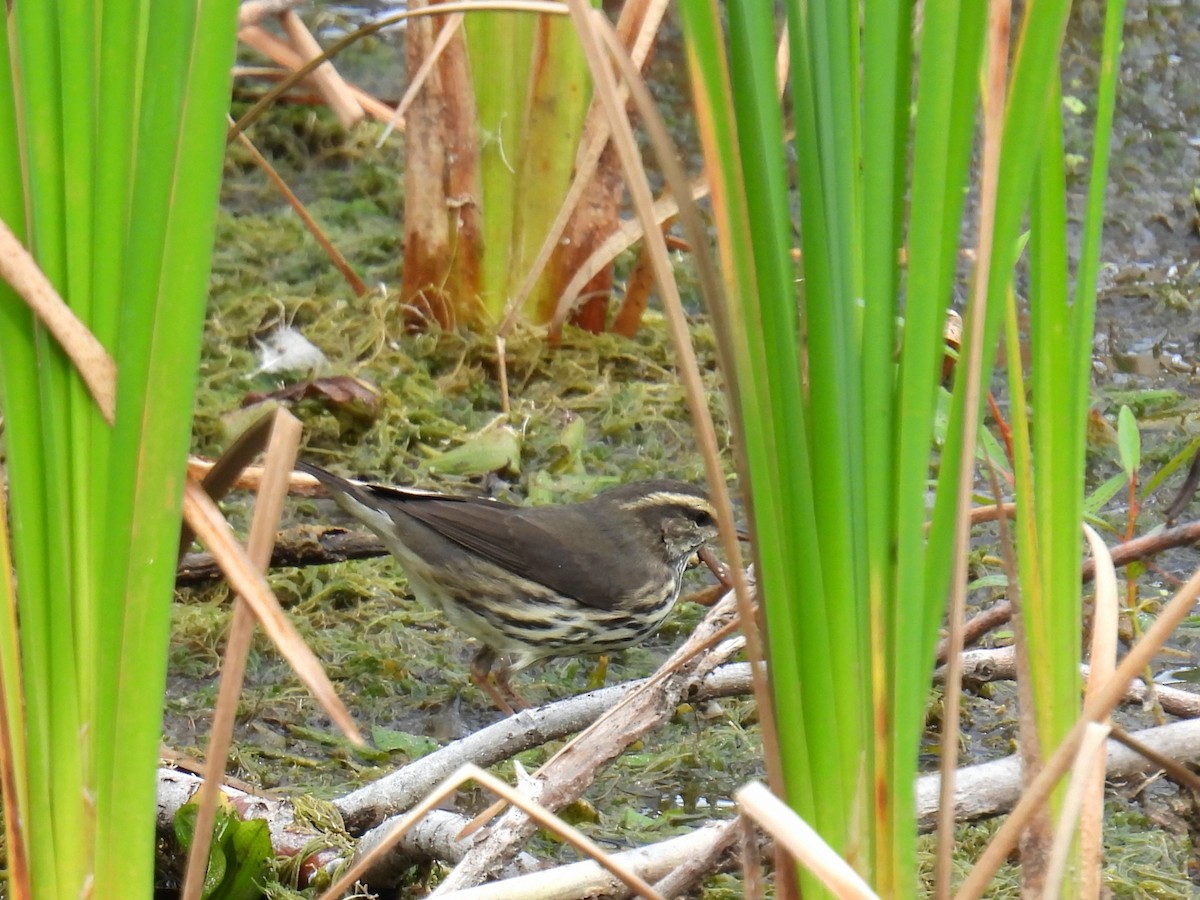 Northern Waterthrush - ML642067076