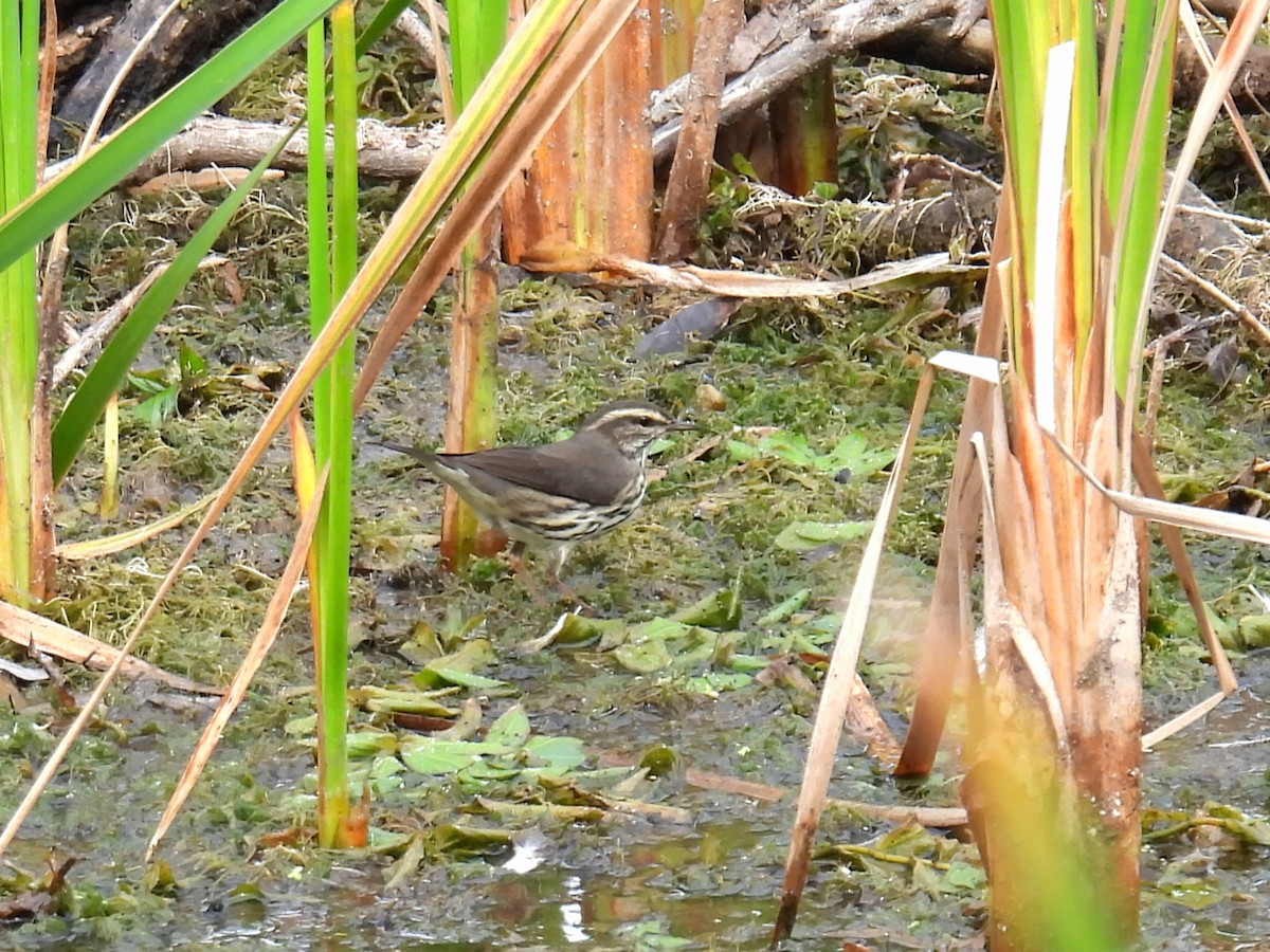 Northern Waterthrush - ML642067078