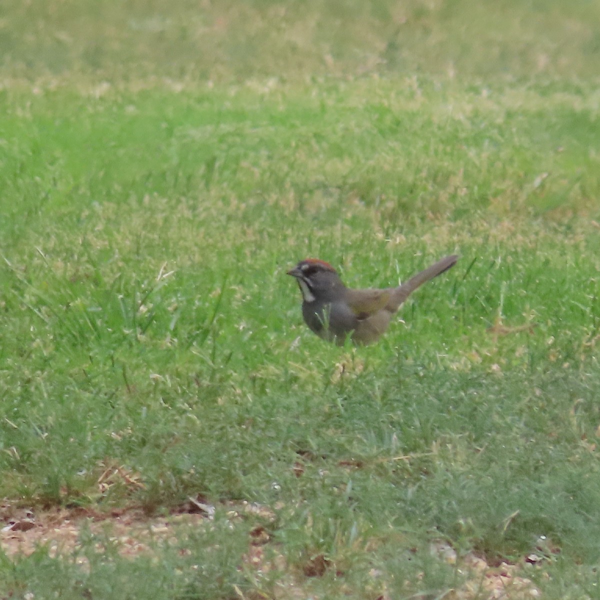 Green-tailed Towhee - ML642067081