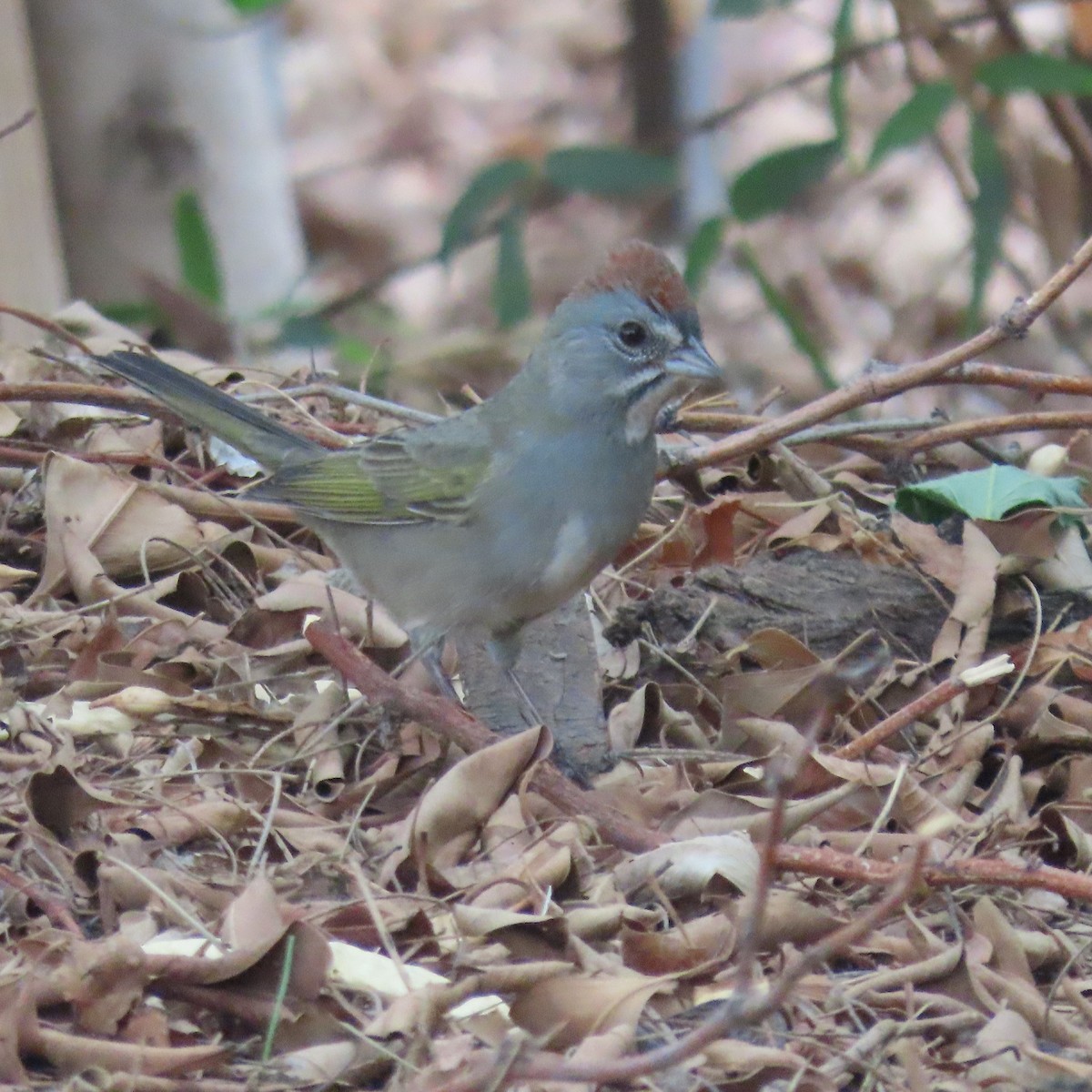 Green-tailed Towhee - ML642067082