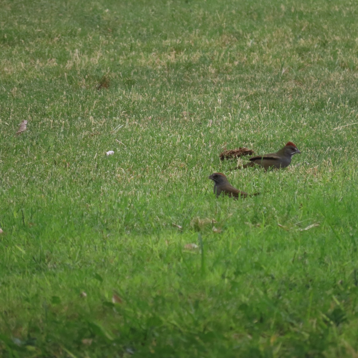 Green-tailed Towhee - ML642067083