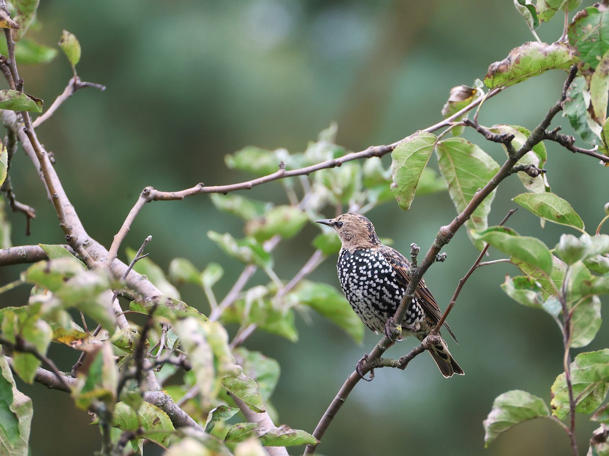 European Starling - ML642067112