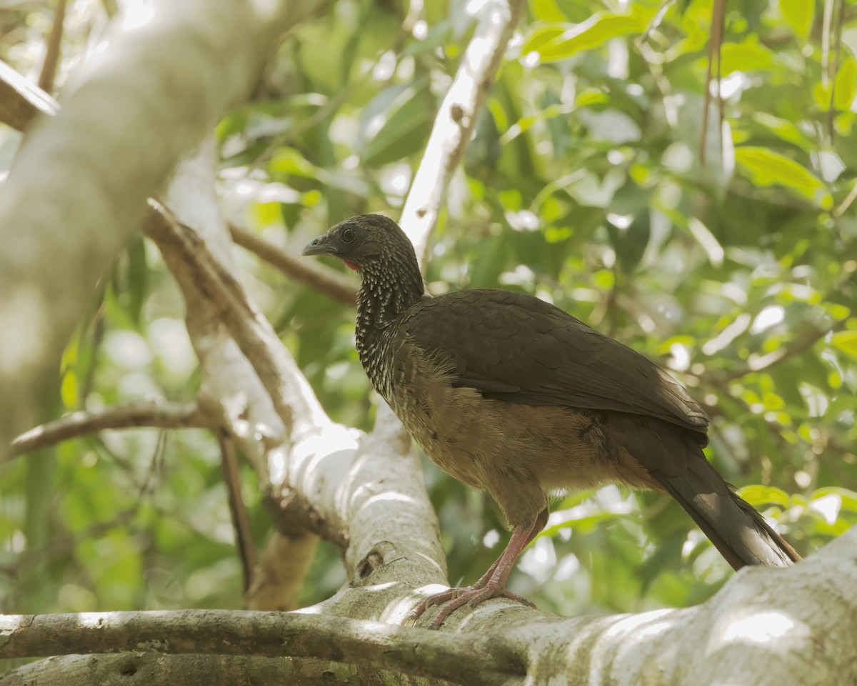 Speckled Chachalaca - ML642067150